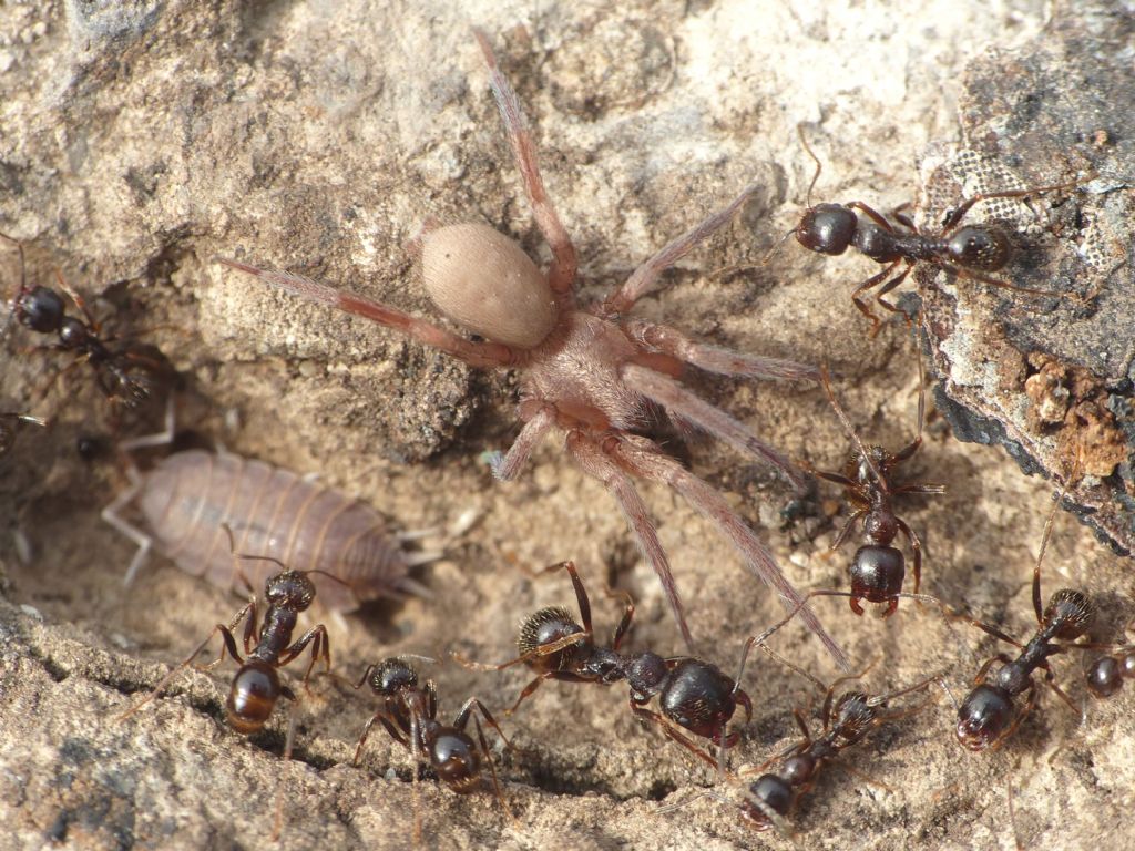 Ragni insieme a formiche Messor ibericus (Anagraphis ochracea)